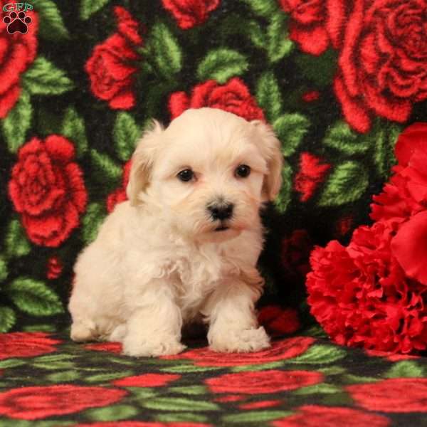 Harper, Morkie-Poo Puppy